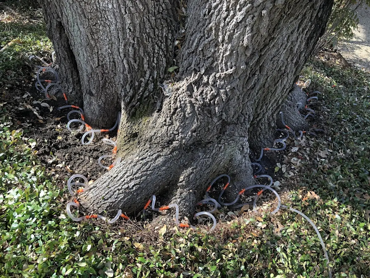 Detailed Tree Cabling and Bracing job site in Merritt Island