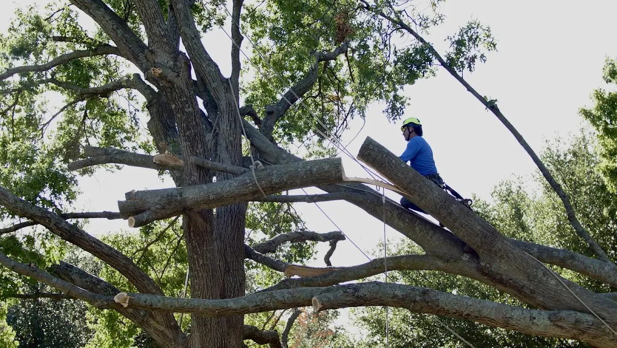 Professional Crown Thinning performed by certified arborists in Merritt Island