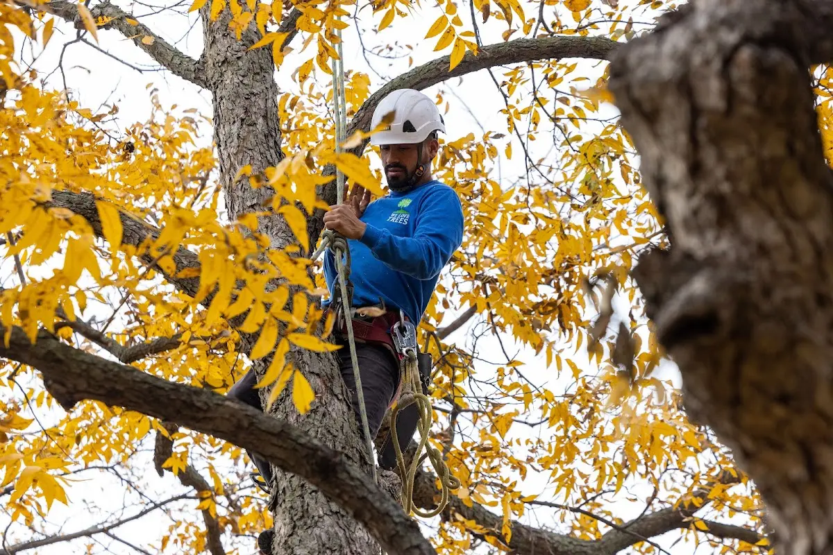Skilled Tree Pruning crew working in Merritt Island